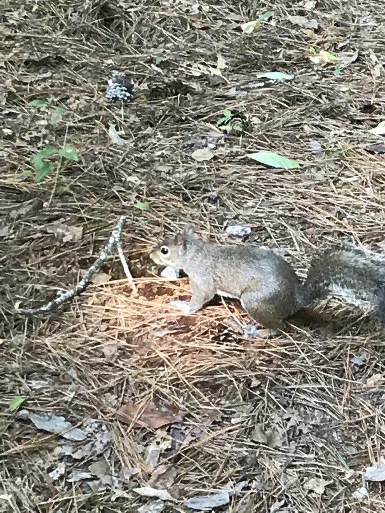 squirrel on ground